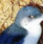Fascinating time-out with penguins at Phillip Island Visitor Information Centre