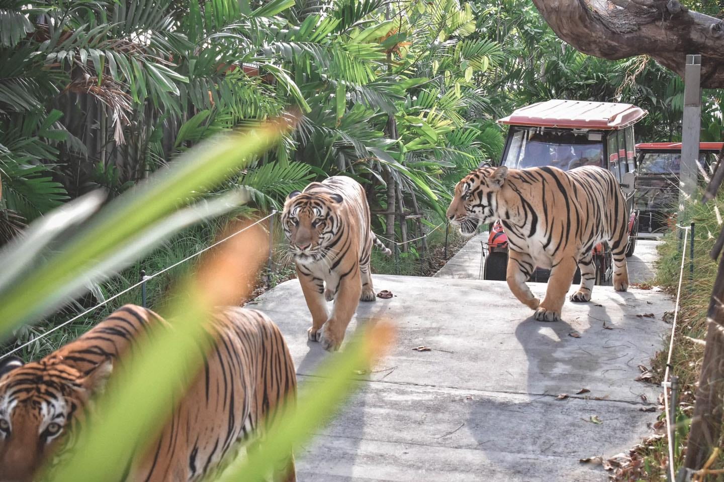 Pattaya-Tiger Park Medium Tiger (Entry with Private Transfer) (Over 15 years. 160 cm+)