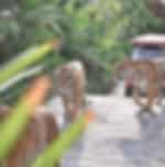Pattaya-Tiger Park Medium Tiger (Entry with Private Transfer) (Over 15 years. 160 cm+)
