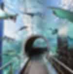 Adventure among the thousands of aquatic animals at Sea Life Melbourne Aquarium