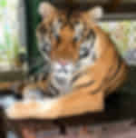 Phuket-Tiger Kingdom - Medium Tiger and Entry with Private Transfer (Over 15 years)