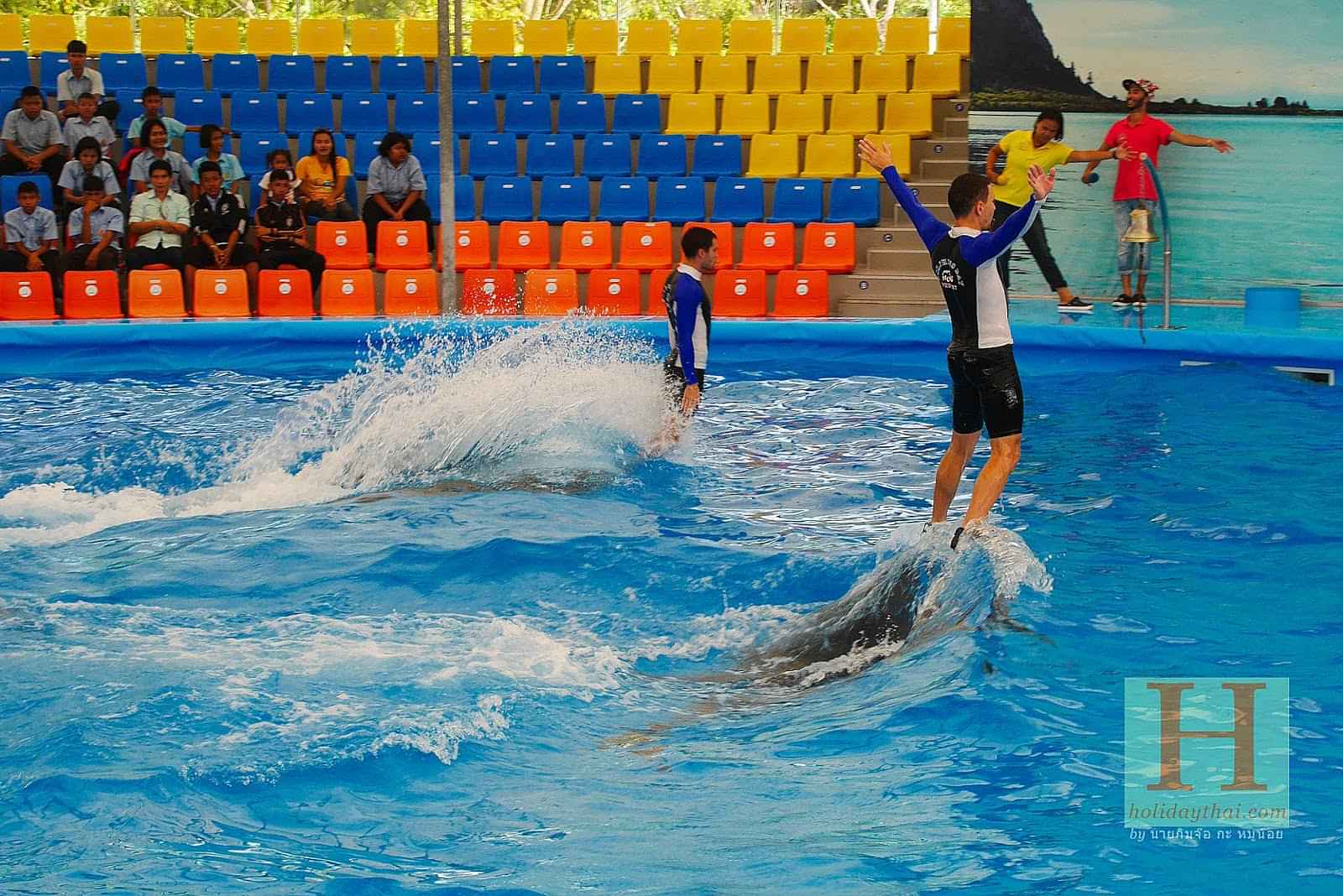 Exciting dolphins bay show at Phuket