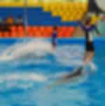Exciting dolphins bay show at Phuket