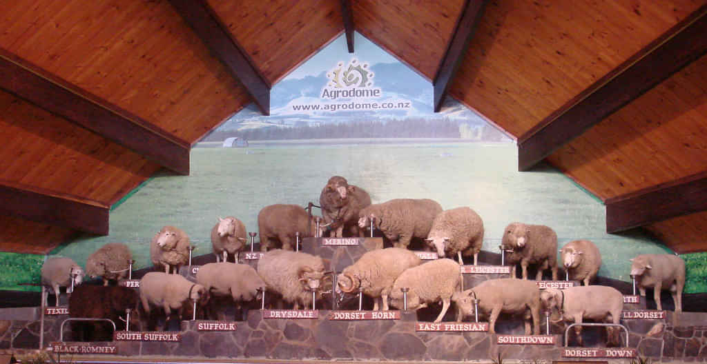 Family-friendly experience at Agrodome Farm Show