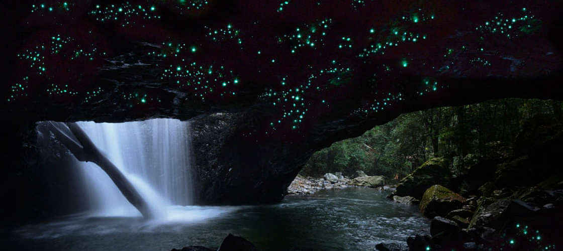 Gold Coast glow worm tour exposed to the ever beautiful glow worms and other natural works