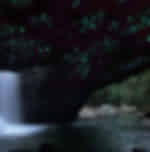Gold Coast glow worm tour exposed to the ever beautiful glow worms and other natural works