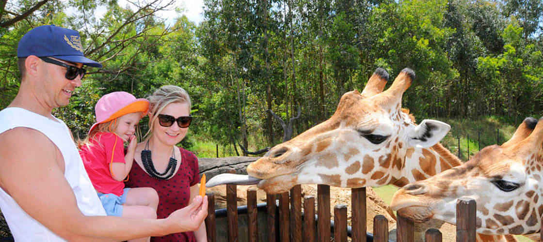 Australia Zoo -  Tour amidst a large range of animals right from crocodiles at Crocoseum & open-range Africa exhibit 