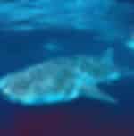 Whale Watching with Kawasan Fall and Tumalog Falls