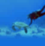 Discover diving