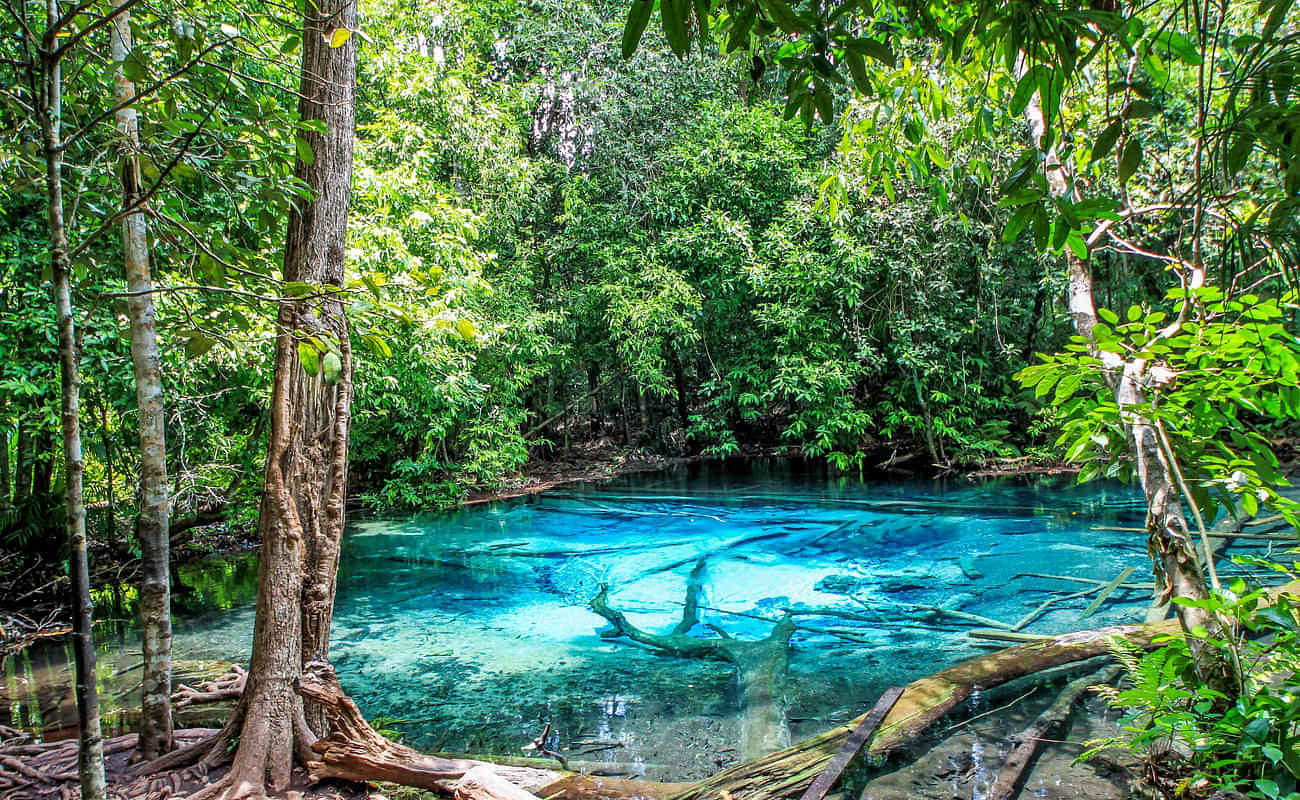 Jungle Tour Hot Spring and Emerald Pool