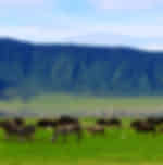 Crater Floor full day game drives