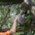Peel Zoo Entry