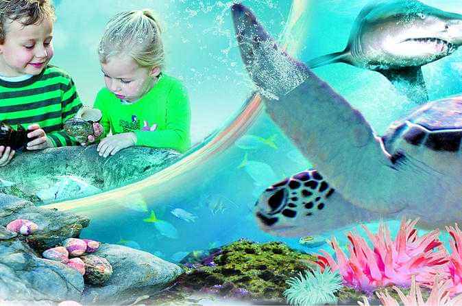 Sydney Attractions Pass: Sea Life Aquarium, Sydney Tower Eye, Wild Life Zoo and Madame Tussauds