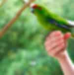 Kiwi Birdlife Park