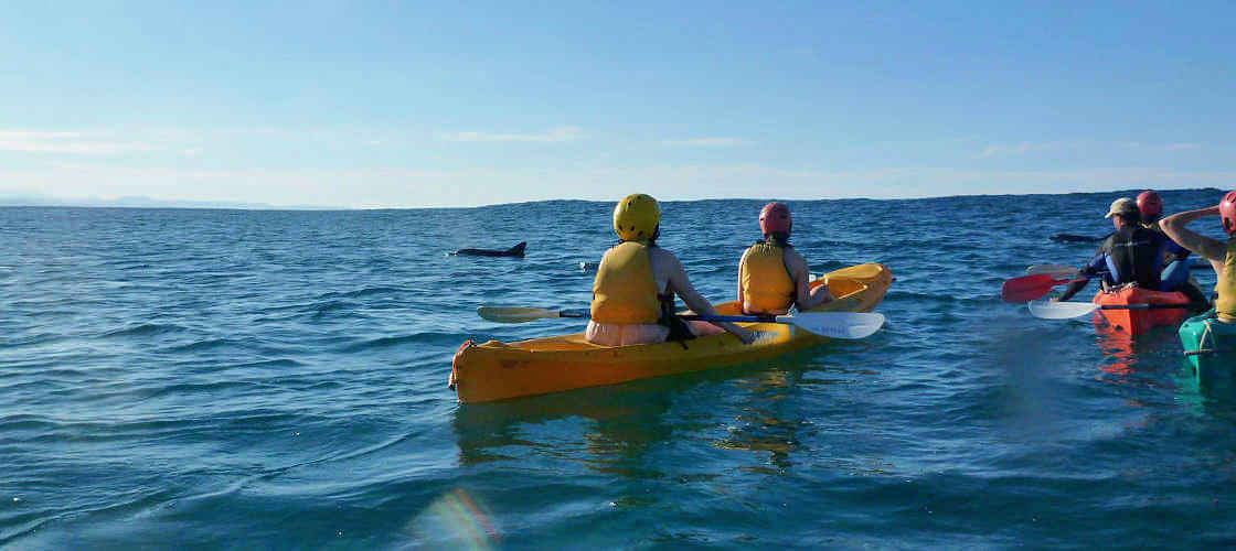 Byron Bay Dolphin Kayaking Tour