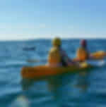 Byron Bay Dolphin Kayaking Tour