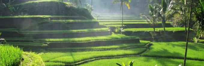 Mountain Tour exposed to the spectacular views of Jatiluwih arena & Batukaru Mountain