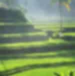 Mountain Tour exposed to the spectacular views of Jatiluwih arena & Batukaru Mountain
