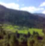 Punakha to Phobjikha