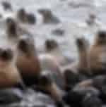Phillip Island Nature Park and Wildlife Seals Cruise