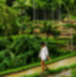 Tegallalang Rice Terrace & Tirta Empul Temple Private Tour with Ubud Art Market