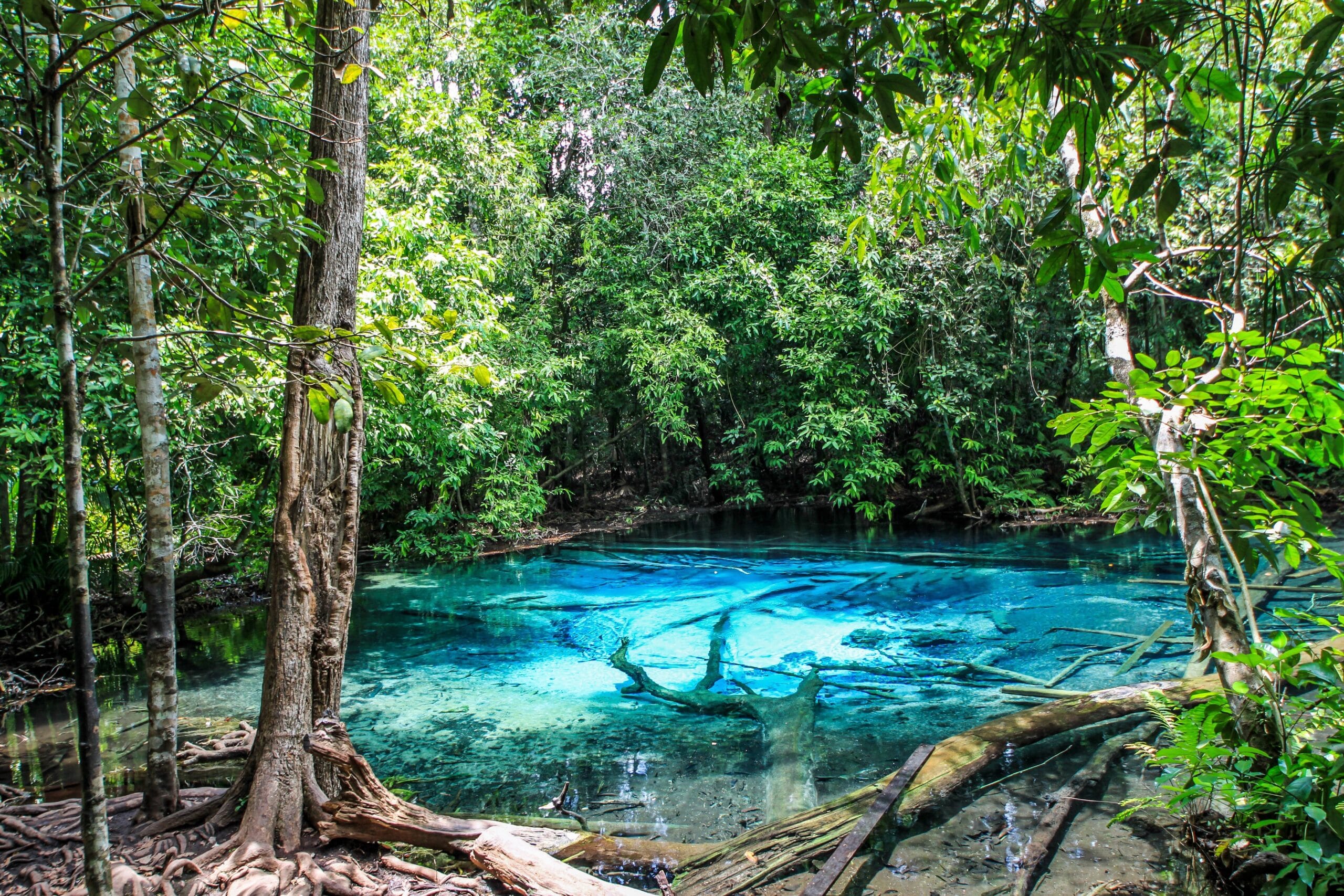 Krabi-Jungle Tour (Emerald pool, Hot spring waterfall, Tiger Cave) with Lunch (Including N.Park Fee) Shared Transfer
