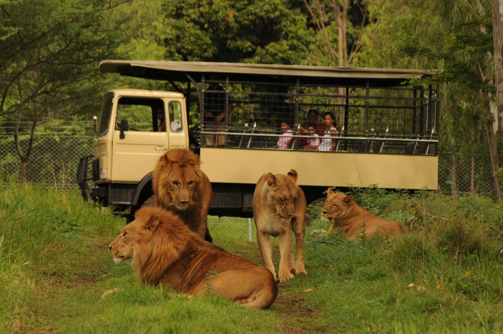 Casela Nature Parks Entry with 1-Hour Guided Lion Walk