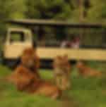 Casela Nature Parks Entry with 1-Hour Guided Lion Walk