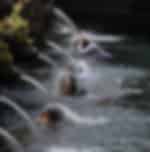 Tirta Empul Temple & Coffee Plantation Tour with Private Transfers