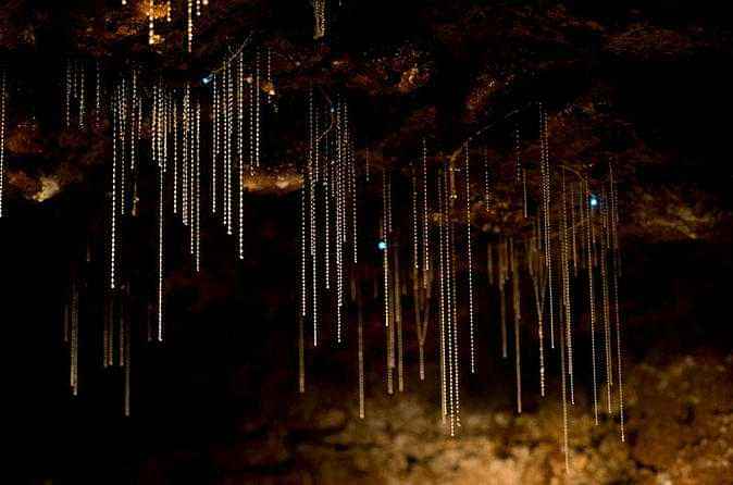 Mt Tamborine Glow Worm Caves and Winery Tour from the Gold Coast or Brisbane