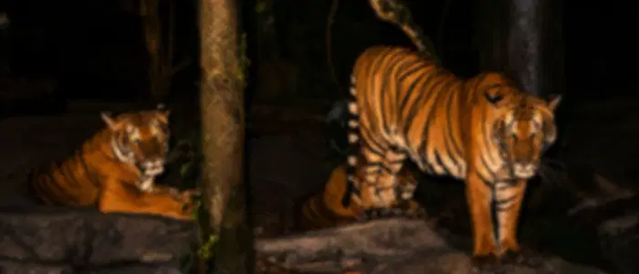Visit Singapore's Night Safari on Shared Transfers