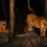 Visit Singapore's Night Safari on Shared Transfers