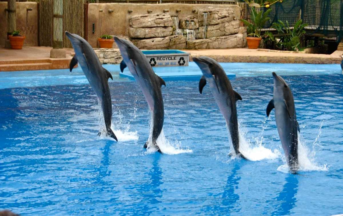 Dolphinarium and Ski Dubai With Private Transfers