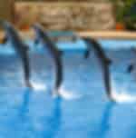 Dolphinarium and Ski Dubai With Private Transfers