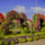 Miracle Garden + Global Village + Butterfly Garden with SIC Transfers