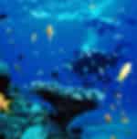 Diving Tour