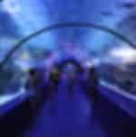 Antalya Aquarium (AKVARYUM) With Shared Transfers
