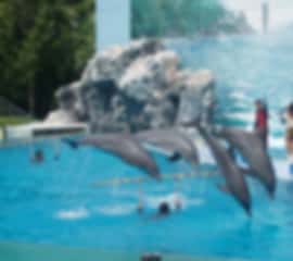 Glimpses of Thailand: 5 Days in Pattaya & Bangkok – Beaches, Shows & City Thrills