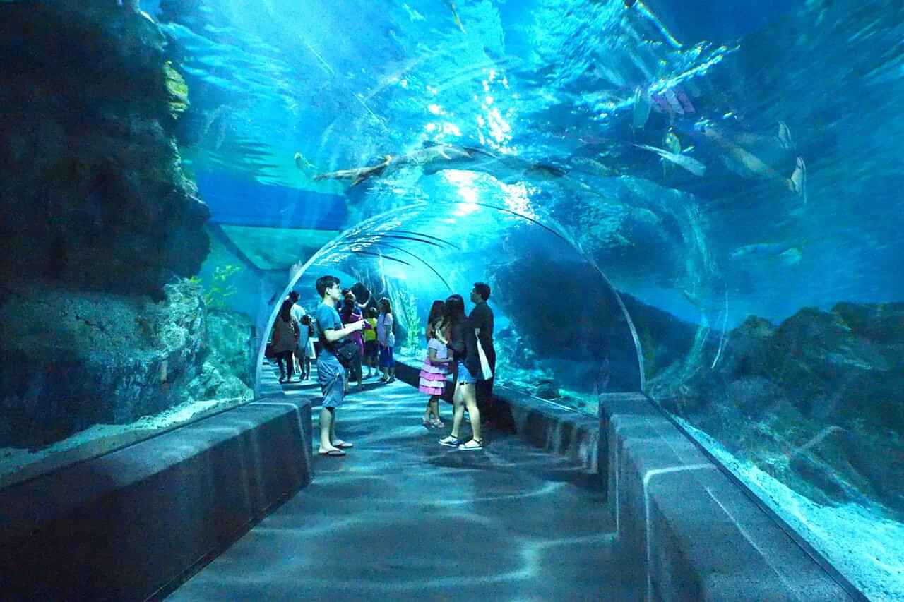 Bangkok - Sea Life Bangkok & Madame Tussauds Combo With Private Transfers