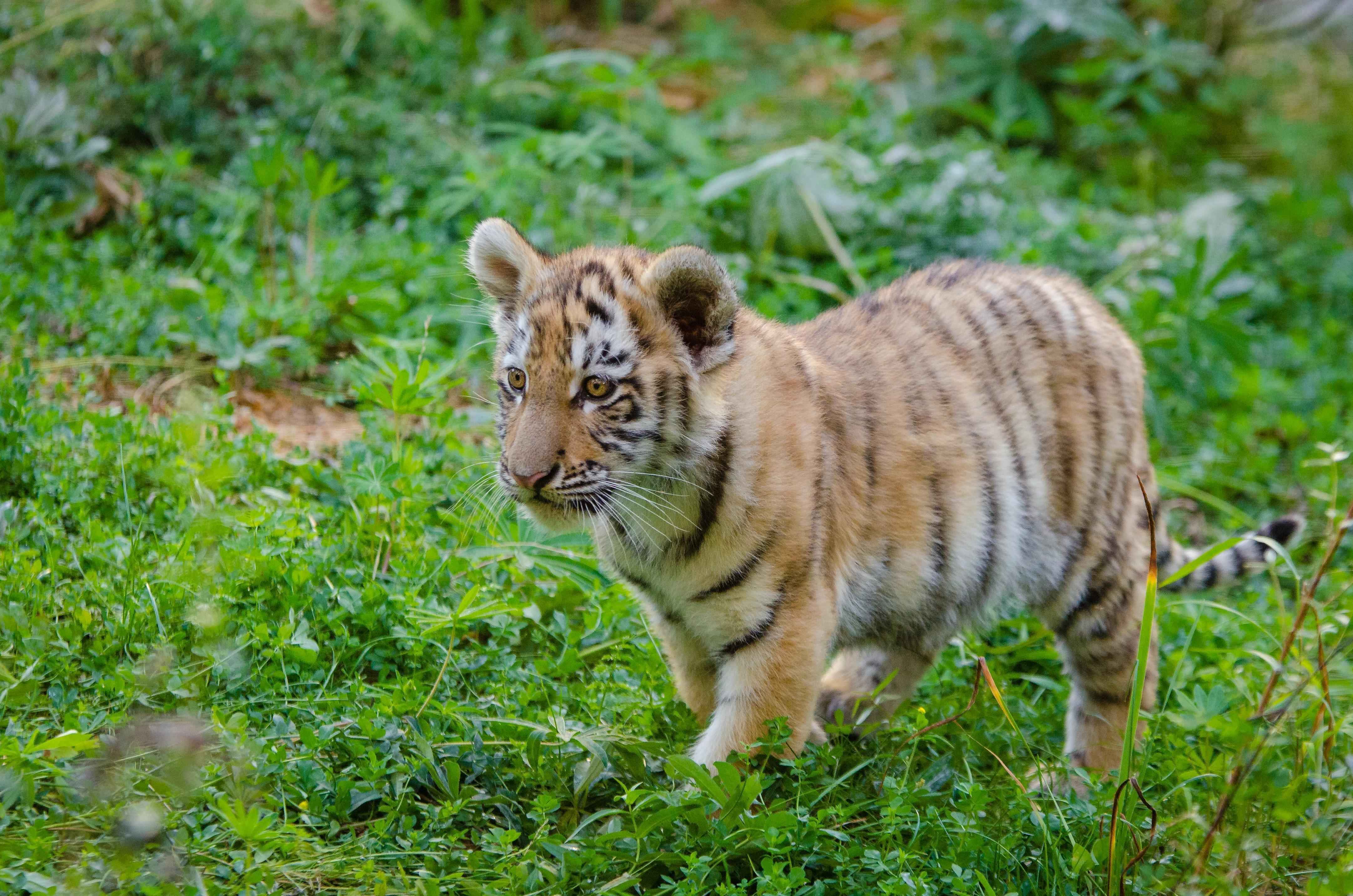 Pattaya -Tiger Park Smallest Tiger with Private Transfer