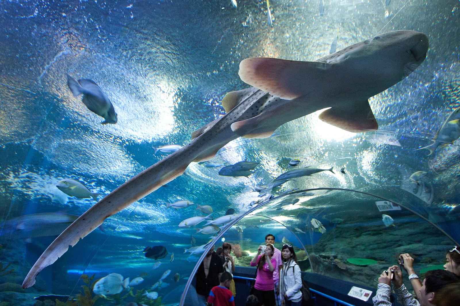 Pattaya-Under Water World With Private Transfer