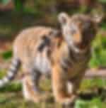Phuket-Smallest Tiger Kingdom With Private Transfer