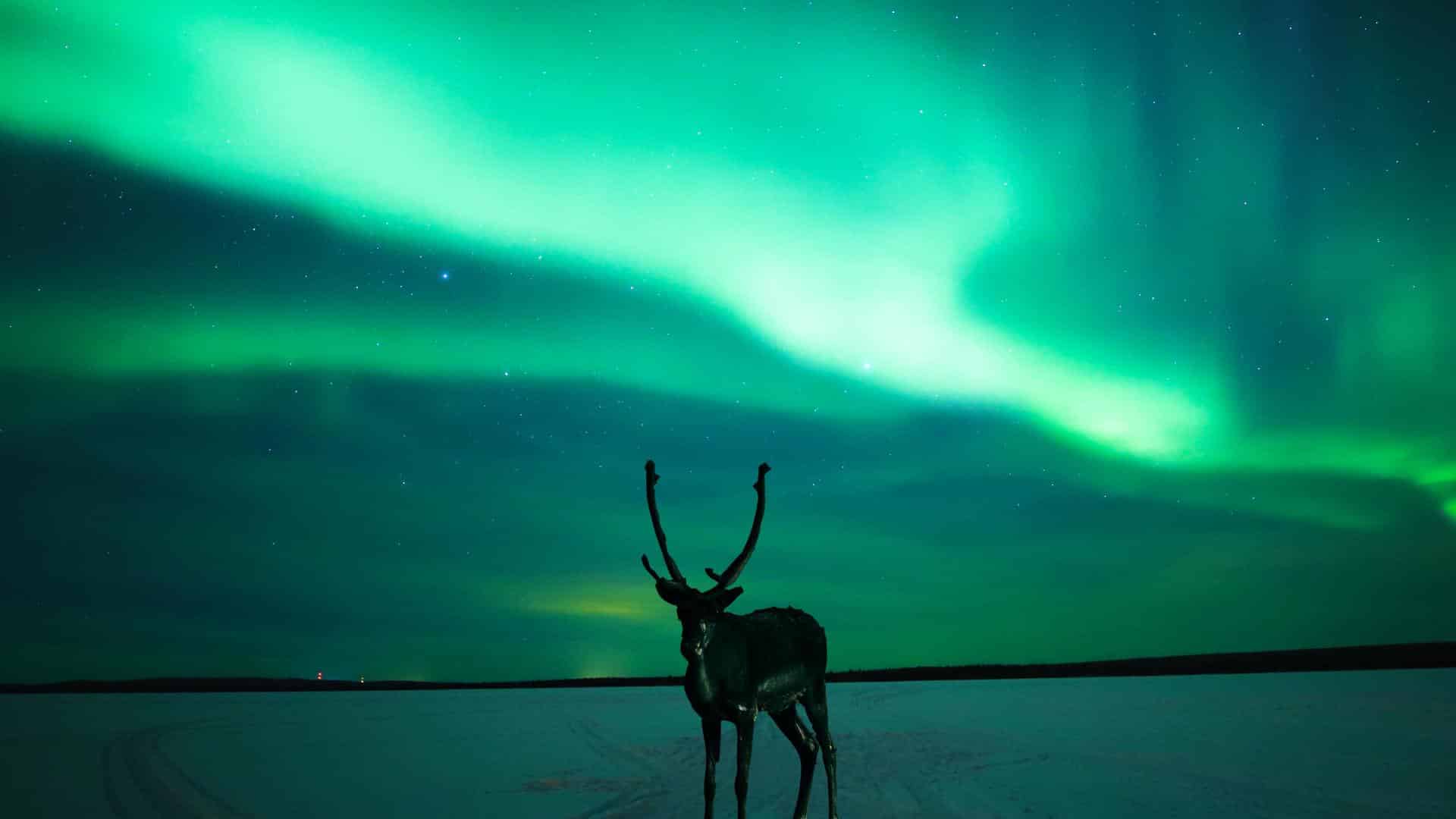 Aurora Hunting with Reindeers