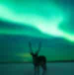 Aurora Hunting with Reindeers