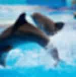 Dubai Dolphinarium - Dolphin & Seal Show (Regular Tickets) with Shared Transfers