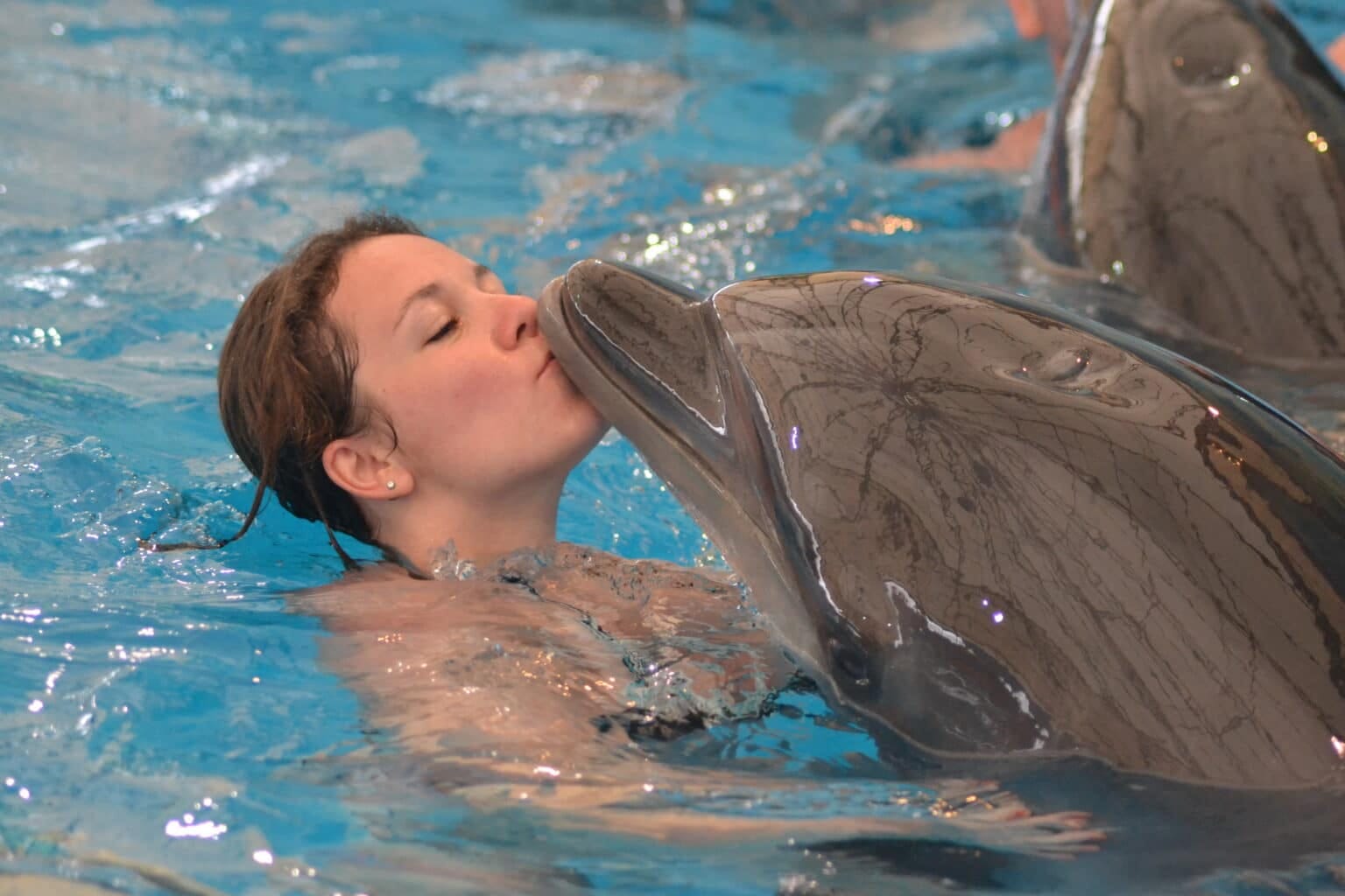 Phuket-Dolphins Bay - VIP Seat Show with Private Transfer - Closed on Monday