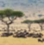 Afternoon Game Drive in Masai Mara