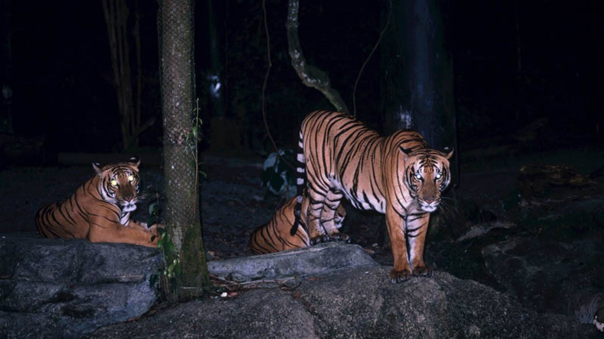 Visit Singapore's Night Safari on Private Transfers