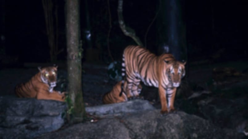 Visit Singapore's Night Safari on Private Transfers