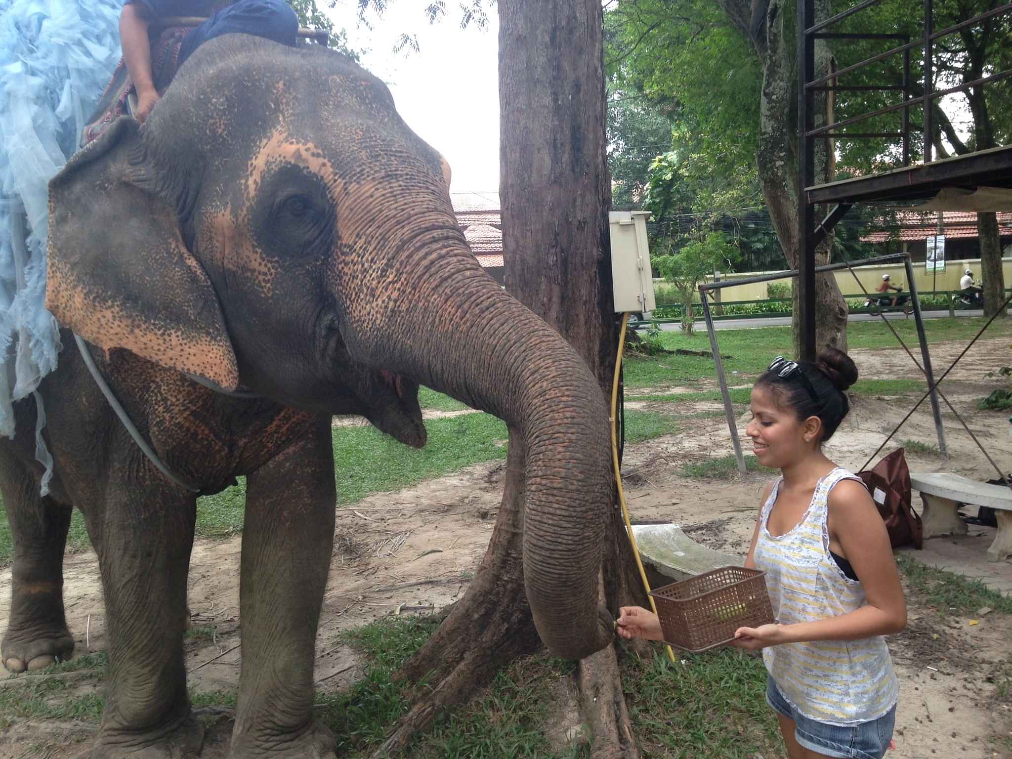 Phuket-Feeding and walk Elephant 30 mins (FW) with Shared Transfers